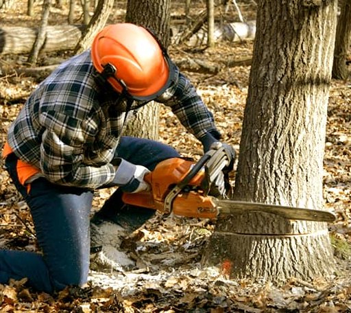 Tree Removal in North Wales, PA